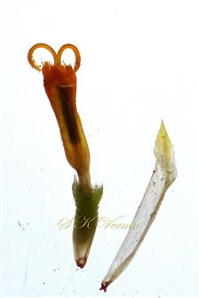  Disc floret and Palea